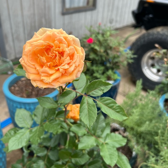 Meet your Posher, Angelica - Picture 3 of 5